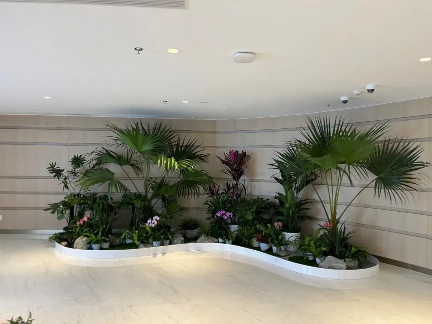 关注宁波江北绿植出租设计，打造个性绿色天地