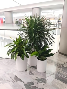 找绿植租赁公司？宁波前湾这家实力超赞不容错过！